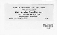 Endophyllum euphorbiae-sylvaticae image